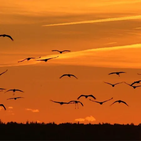 Ostseerose * 青斯特