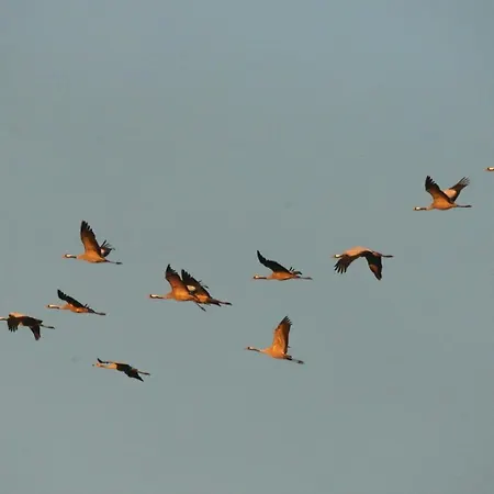 Ostseerose * 青斯特