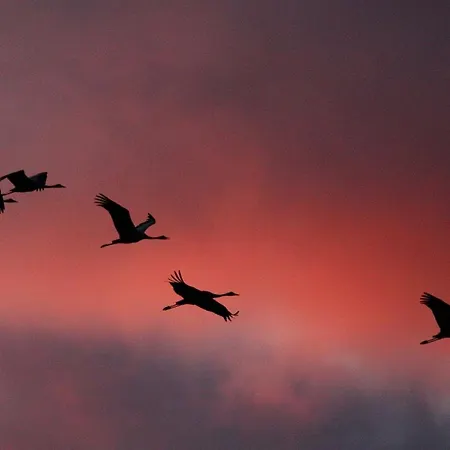 Ostseerose * 青斯特